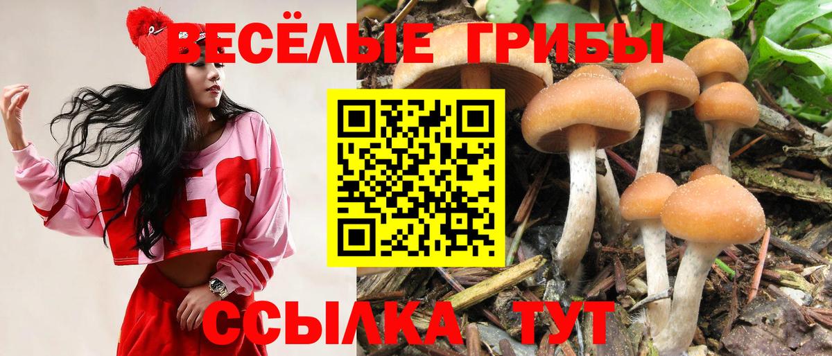 Саяногорск  Галлюциногенные грибы Cubensis  Вход с VPN  Галлюциногенные грибы Cubensis 